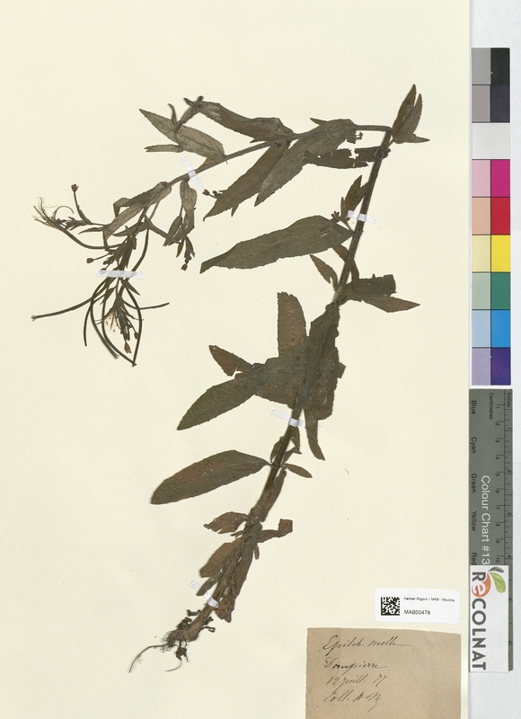 Epilobium molle (Onagraceae)