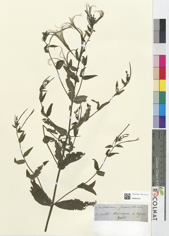 Epilobium parriflorum (Onagraceae)