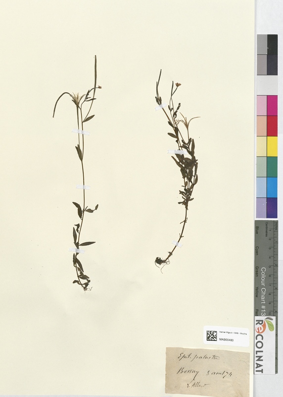 Epilobium palustre (Onagraceae)