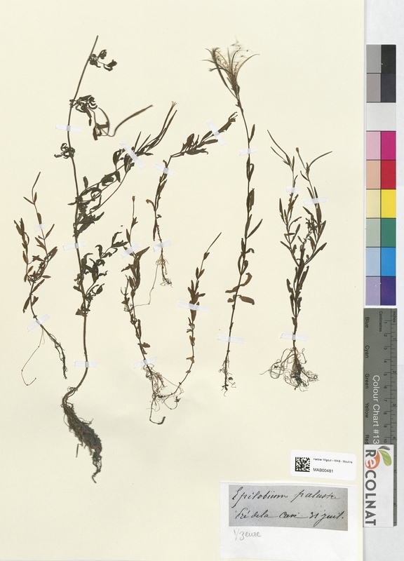 Epilobium palustre (Onagraceae)