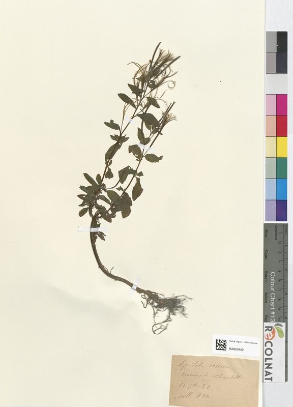 Epilobium roseum (Onagraceae)