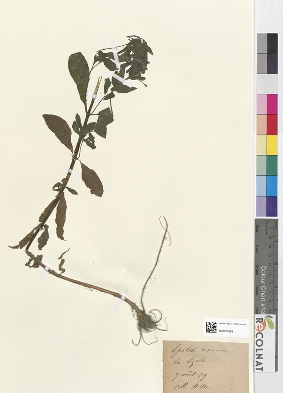 Epilobium roseum (Onagraceae)