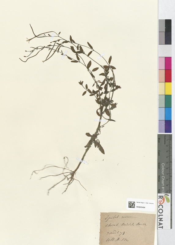 Epilobium roseum (Onagraceae)