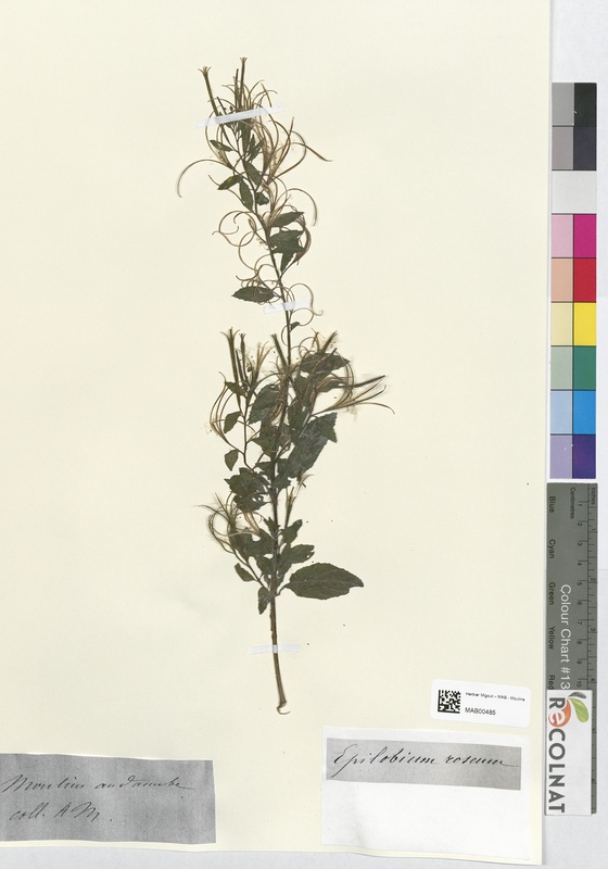 Epilobium roseum (Onagraceae)