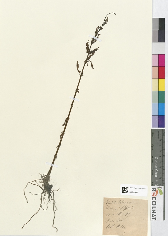 Epilobium tetragonum (Onagraceae)