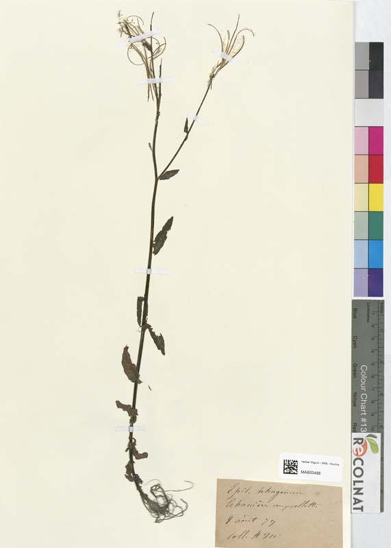 Epilobium tetragonum (Onagraceae)