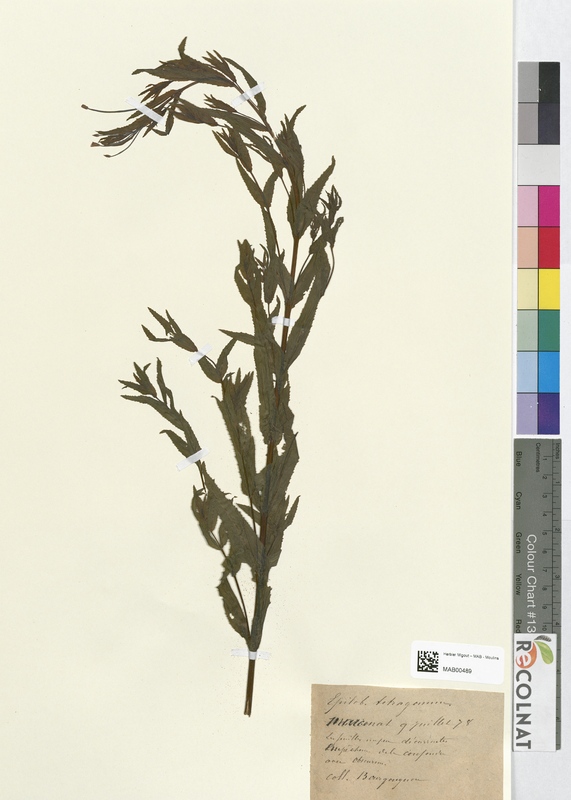 Epilobium tetragonum (Onagraceae)