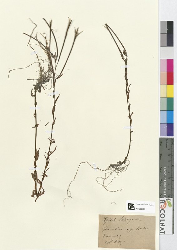 Epilobium tetragonum (Onagraceae)
