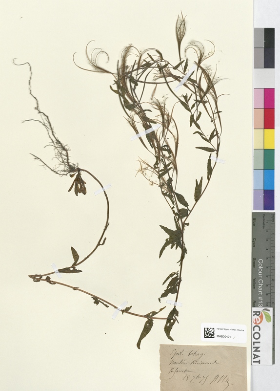 Epilobium tetragonum (Onagraceae)