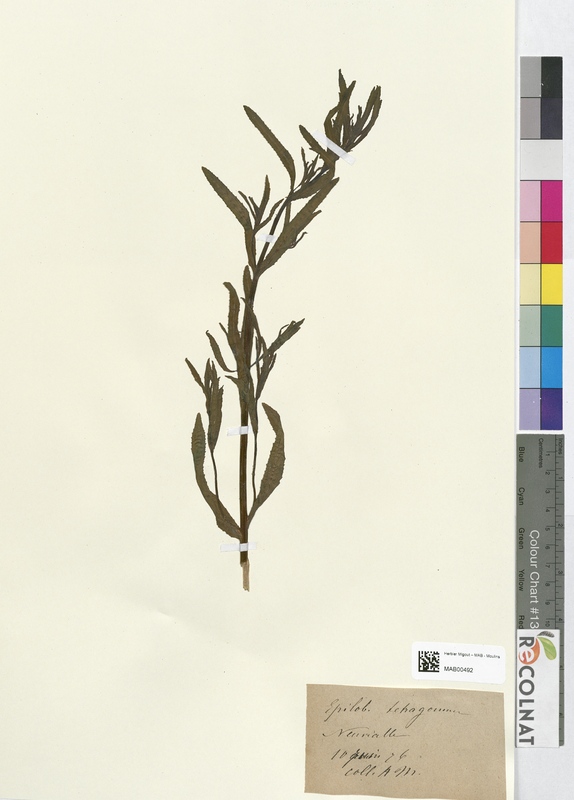 Epilobium tetragonum (Onagraceae)