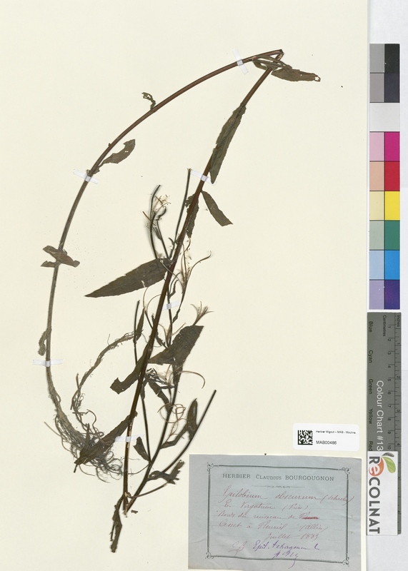 Epilobium obscurum (Onagraceae)