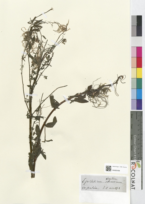 Epilobium virgatum (Onagraceae)