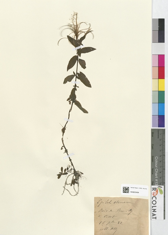 Epilobium obscurum (Onagraceae)