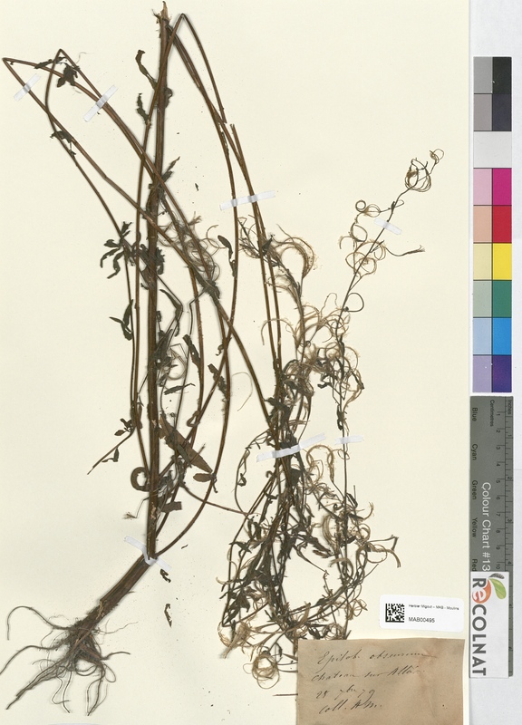 Epilobium obscurum (Onagraceae)