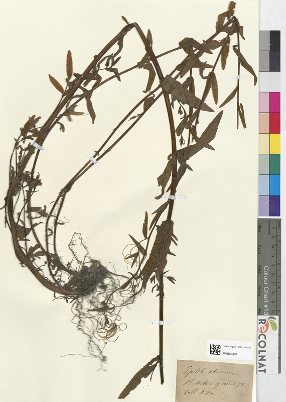 Epilobium obscurum (Onagraceae)