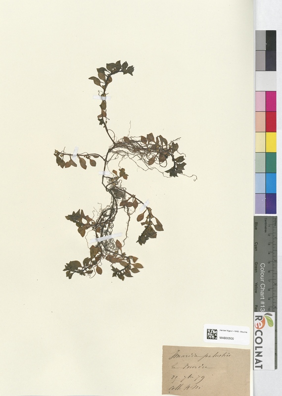 Isnardia palustris (Onagraceae)