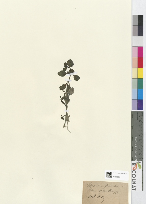 Isnardia palustris (Onagraceae)