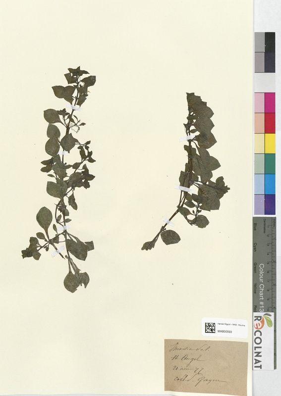 Isnardia palustris (Onagraceae)