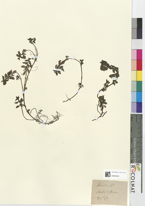 Isnardia palustris (Onagraceae)