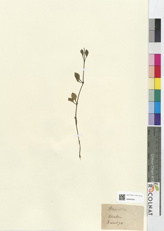 Isnardia palustris (Onagraceae)