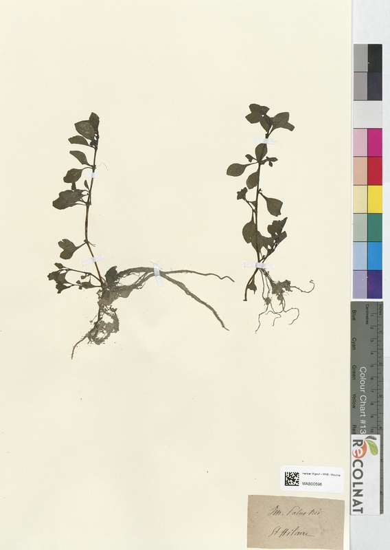 Isnardia palustris (Onagraceae)