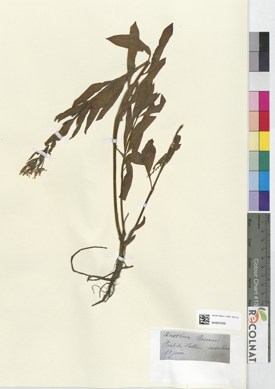 Oenothera biennis (Onagraceae)