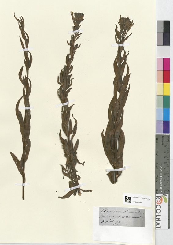 Oenothera suaveolens (Onagraceae)