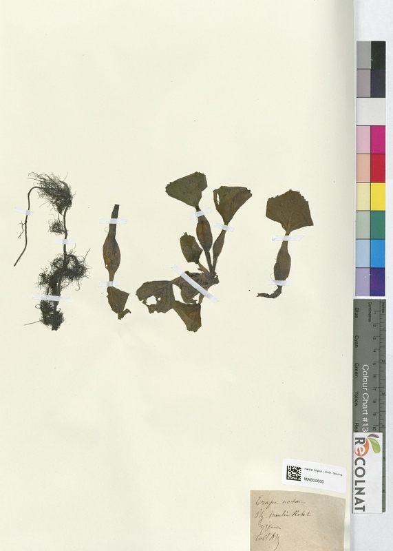 Trapa natans (Lythraceae)