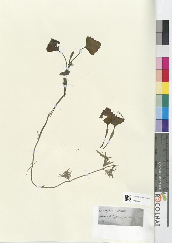 Trapa natans (Lythraceae)