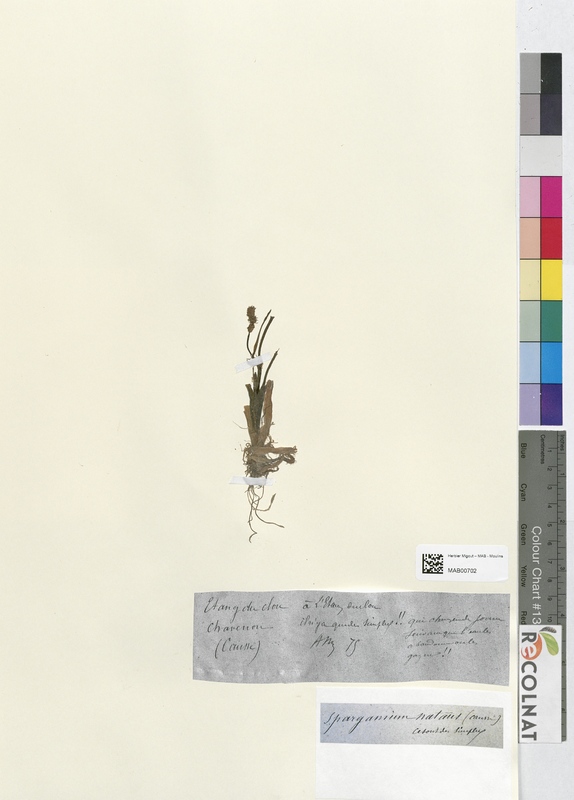 Sparganium natans (Typhaceae)