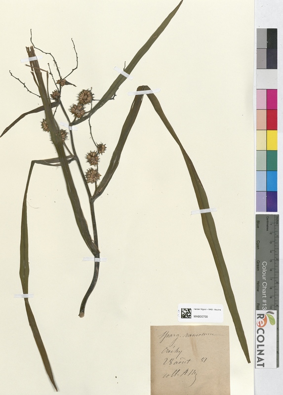 Sparganium raniosum (Typhaceae)
