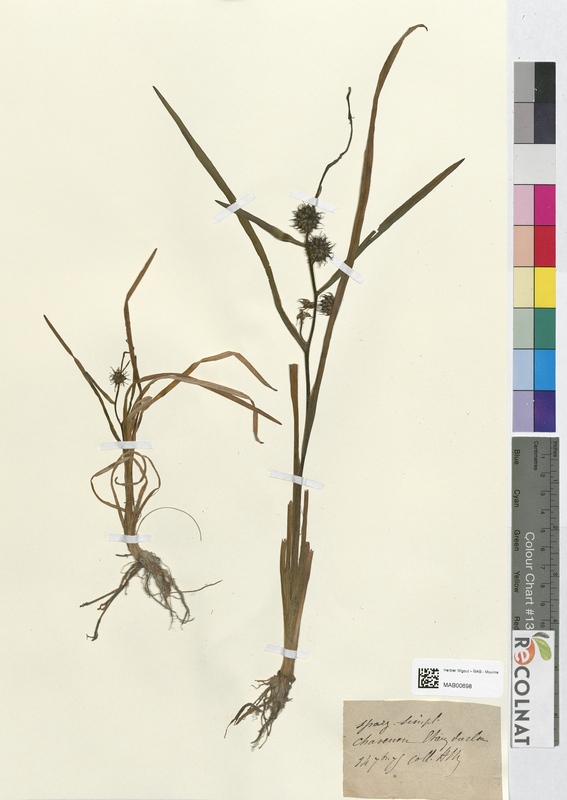 Sparganium simplex (Typhaceae)