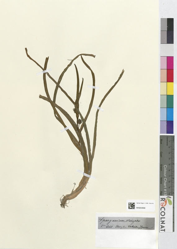 Sparganium simplex (Typhaceae)