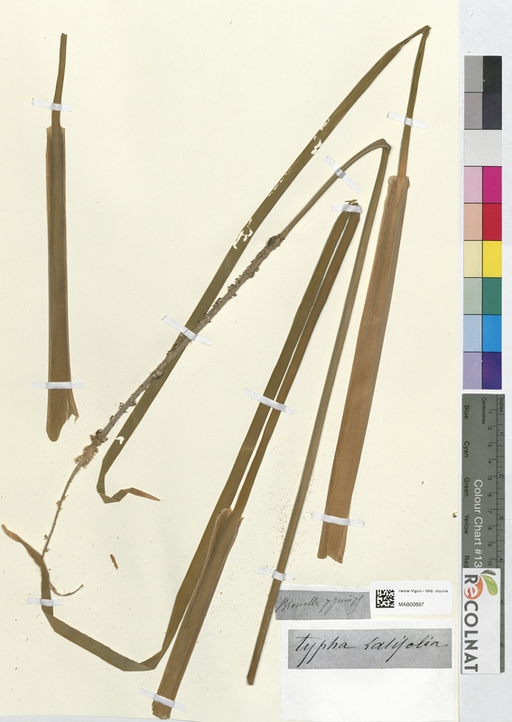 Typha latifolia (Typhaceae)