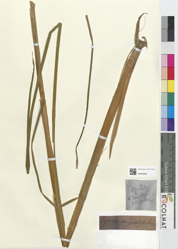 Typha angustifolia (Typhaceae)