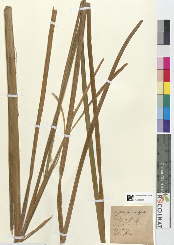 Typha angustifolia (Typhaceae)
