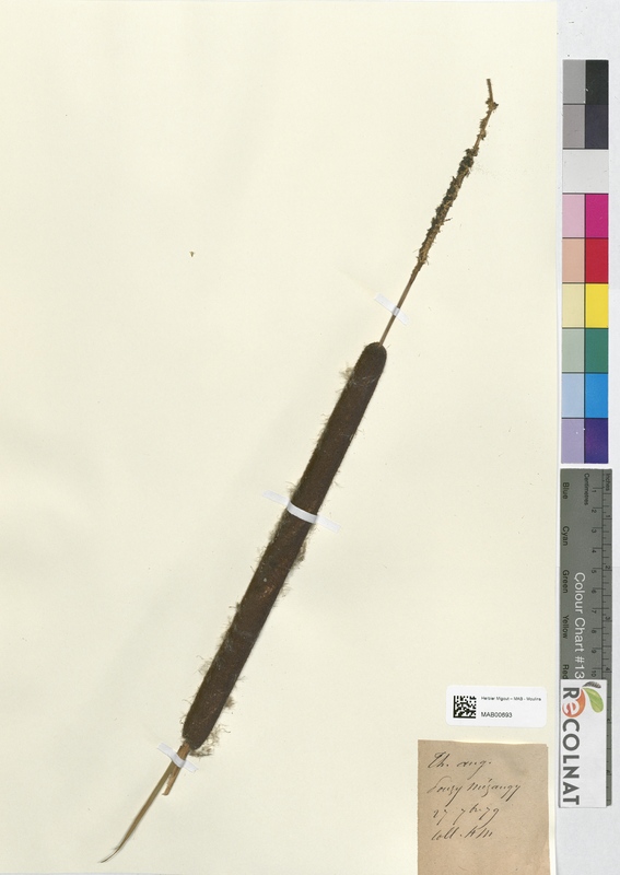 Typha angustifolia (Typhaceae)