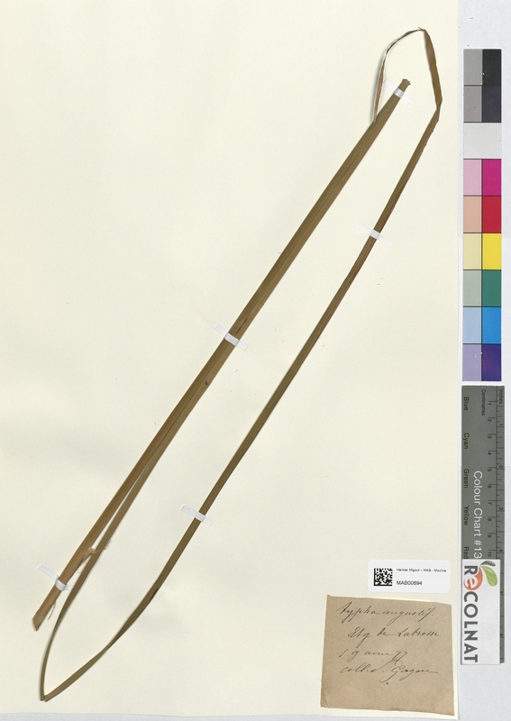 Typha angustifolia (Typhaceae)