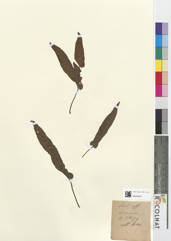 Scolopendrium officinale (Aspleniaceae)