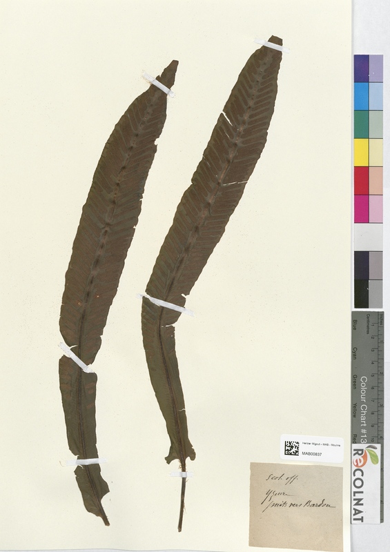 Scolopendrium officinale (Aspleniaceae)