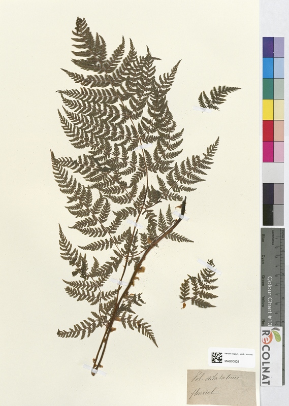 Polystichum dilatatum (Dryopteridaceae)