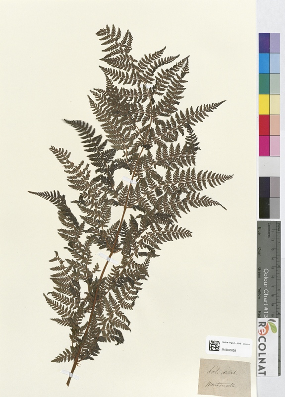 Polystichum dilatatum (Dryopteridaceae)