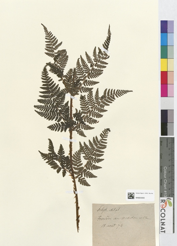 Polystichum dilatatum (Dryopteridaceae)