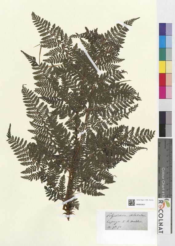 Polystichum dilatatum (Dryopteridaceae)