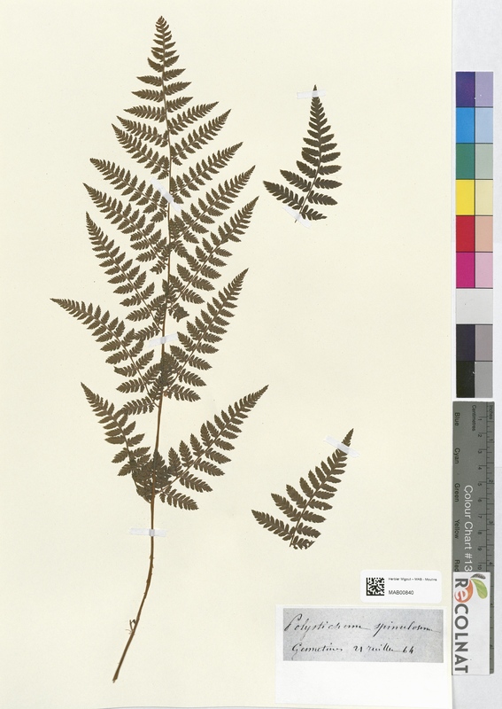 Polystichum spinulosum (Dryopteridaceae)