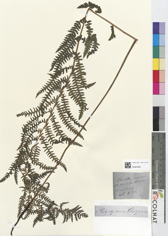 Polystichum thelypteris (Dryopteridaceae)