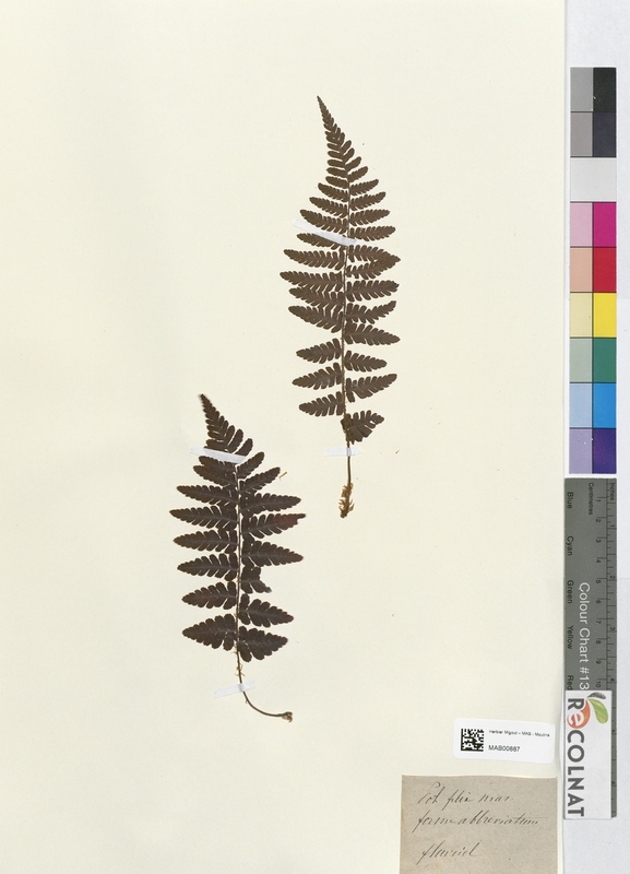 Polystichum filix-mas (Dryopteridaceae)