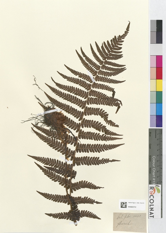 Polystichum filix-mas (Dryopteridaceae)