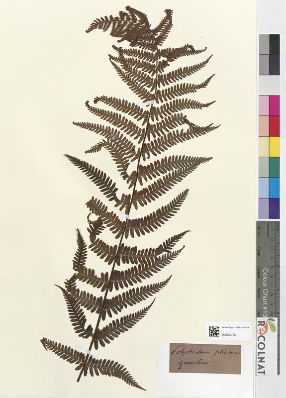 Polystichum filix-mas (Dryopteridaceae)