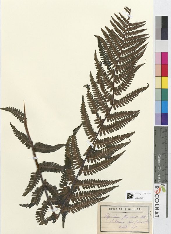 Polystichum filix-mas (Dryopteridaceae)
